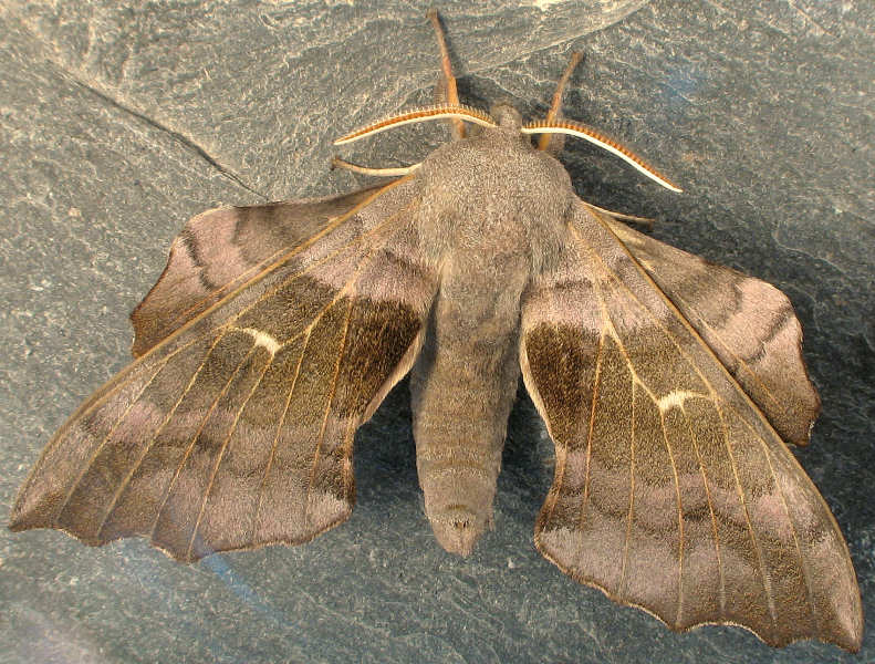 Large Uk Moth Species